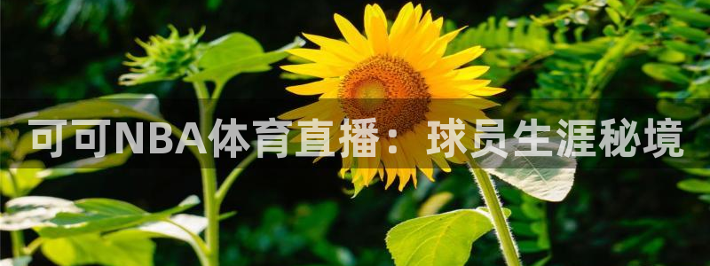 可可NBA体育直播：球员生涯秘境
